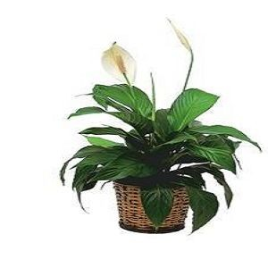 Small Spathiphyllum Plant - Deluxe $47.66.